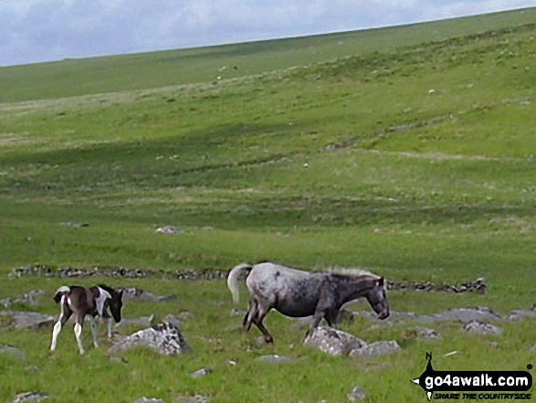 Walk co168 Brown Willy and Bodmin Moor from St Breward - Ponies on Bodmin Moor