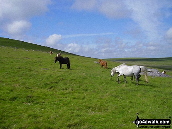 Walk co168 Brown Willy and Bodmin Moor from St Breward - Ponies on Bodmin Moor