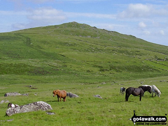 Walk co168 Brown Willy and Bodmin Moor from St Breward - More ponies on Bodmin Moor