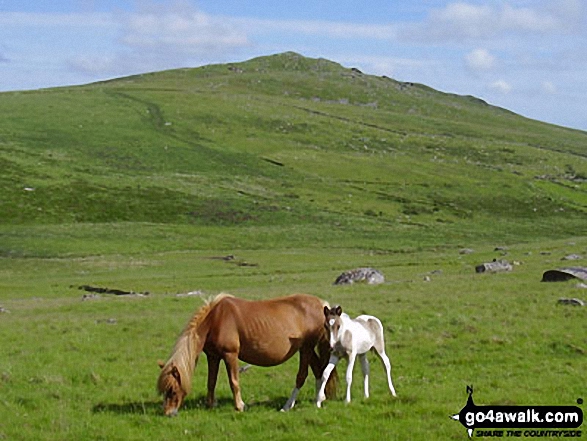 Walk co168 Brown Willy and Bodmin Moor from St Breward - More ponies on Bodmin Moor