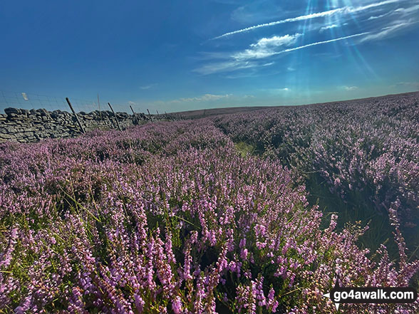 On Grey Carrs (Eggleston Moor) 