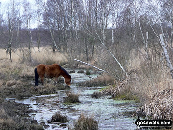 New Forest Pony seen near Beaulieu Road Station 