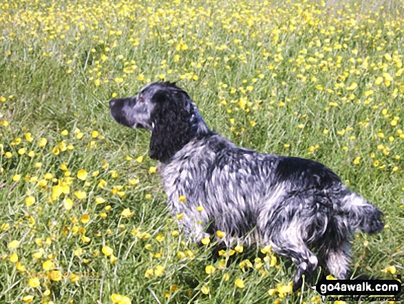 Man's best friend on Blorenge in Abergavenny Monmouthshire Wales