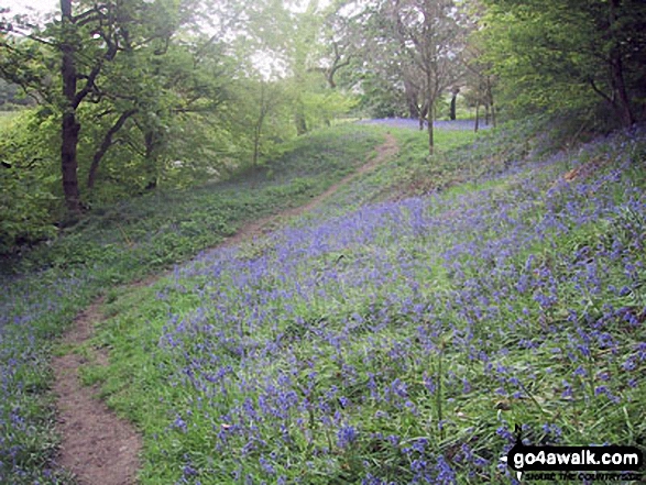 Walk d224 Lose Hill from Edale - Bluebells covering the ground in woodland beside the River Noe in the Vale of Edale