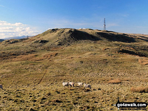 Telecommunications Mast from the Trig Point on the summit of Grayrigg Forest 