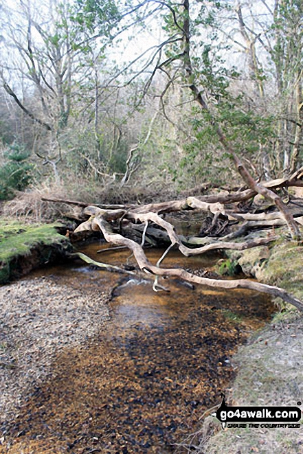 Walk ha109 Lyndhurst Hill and Swan Green from Lyndhurst - Windfelled woodland by Highland Water