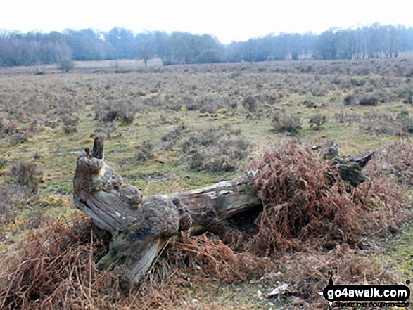 Walk ha109 Lyndhurst Hill and Swan Green from Lyndhurst - Discarded log on White Moor