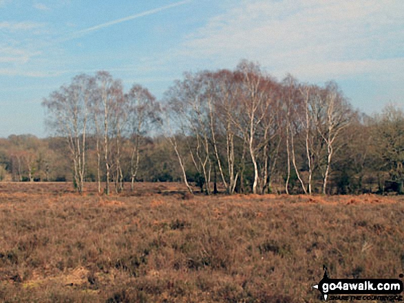 Walk ha109 Lyndhurst Hill and Swan Green from Lyndhurst - White Moor