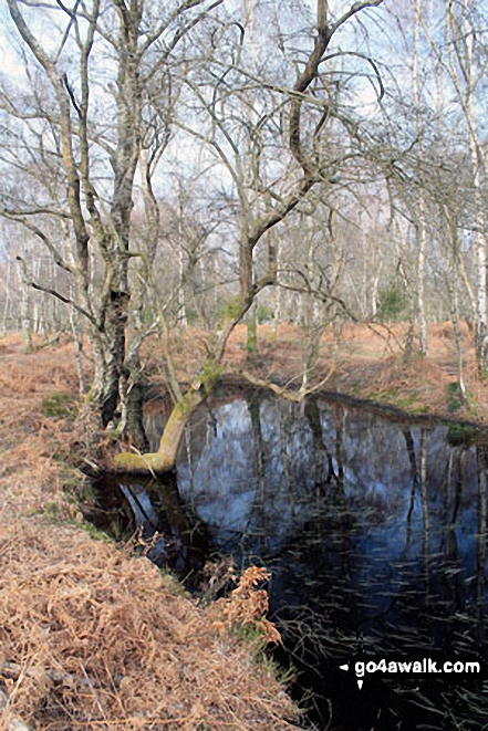 Walk ha109 Lyndhurst Hill and Swan Green from Lyndhurst - Small Pool on White Moor