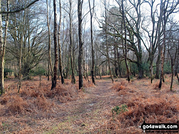 Walk ha109 Lyndhurst Hill and Swan Green from Lyndhurst - Woodland on White Moor