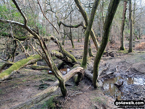 Ancient woodland by Highland Water 