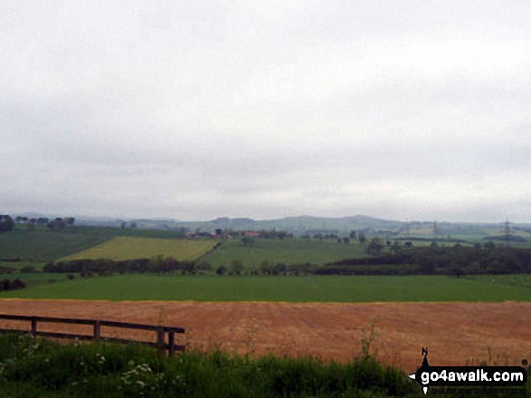 The Cheviots from Thrunton Wood