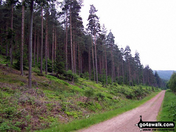 Walk n136 Long Crags from Thrunton Wood - Thrunton Wood