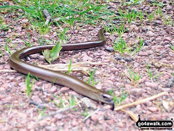 Grass Snake (or is it a Slow Worm?) in Thrunton Wood 