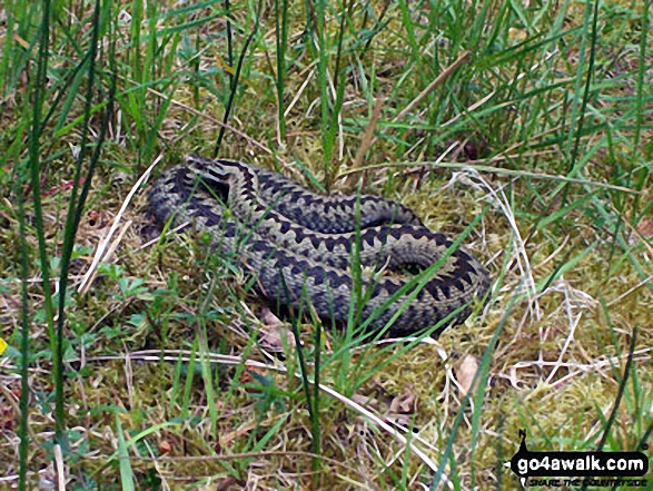 Walk n136 Long Crags from Thrunton Wood - Adder (Snake) in Thrunton Wood