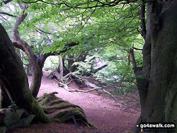 Walk n136 Long Crags from Thrunton Wood - Thrunton Wood