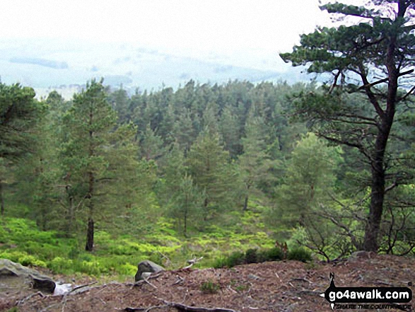 Walk n136 Long Crags from Thrunton Wood - Thrunton Wood