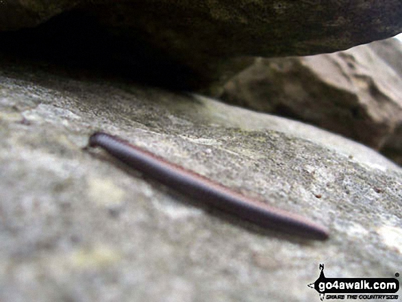 Millipede in Thrunton Wood 