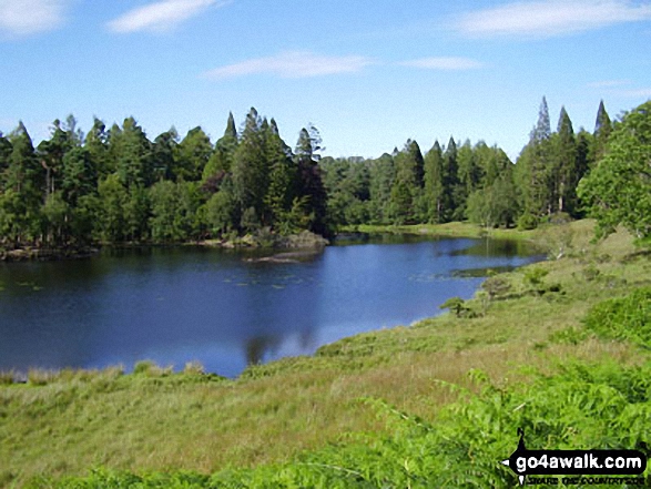 Walk c121 Tarn Hows and Yew Tree Tarn from Tom Gill - Tarn Hows