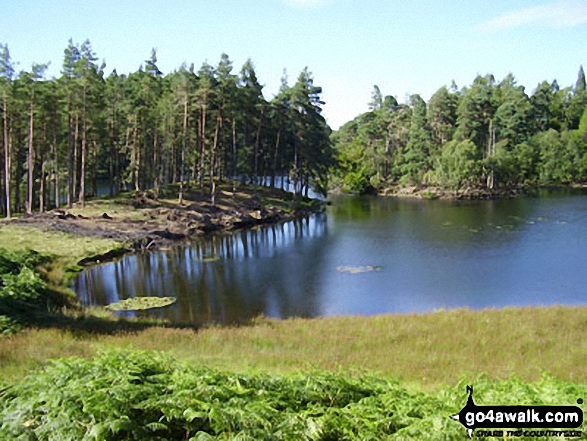 Walk c121 Tarn Hows and Yew Tree Tarn from Tom Gill - Tarn Hows