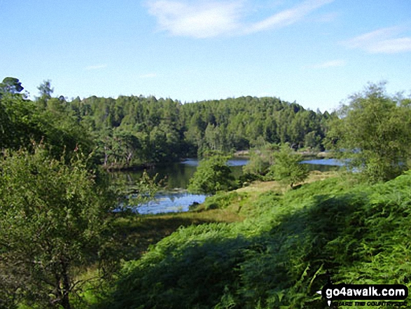 Walk c121 Tarn Hows and Yew Tree Tarn from Tom Gill - Tarn Hows