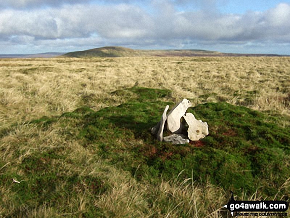 Walk c407 Little Fell (Burton Fell), Mickle Fell and Murton Fell from Hilton - Little Fell (Burton Fell) summit cairn with Mickle Fell beyond