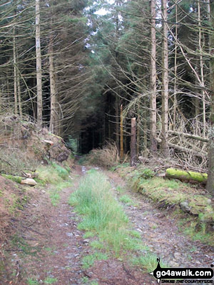 Walk gw182 Carnedd y Filiast (Arenigs) and Foel-boeth from Llyn Celyn - Path up through the forest from Llyn Celyn