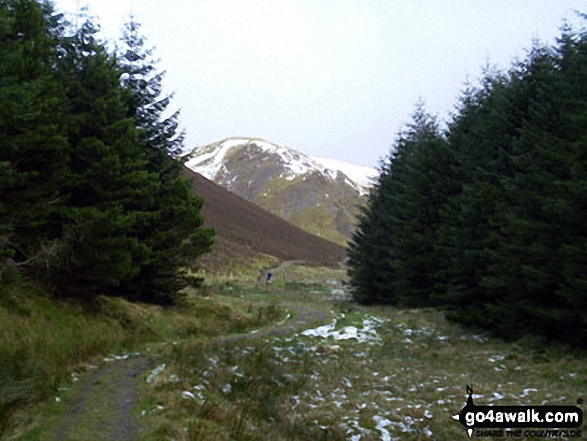 Walk dg119 Croft Head from Moffat Dale - Capel Fell from The Southern Upland Way in Eskdalemuir