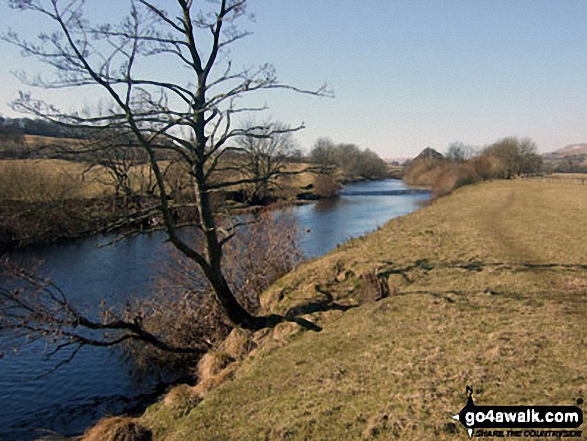 Walk ny114 Addlebrough via Worton Pasture from Askrigg, Wensleydale - The River Ure, Askrigg Bottoms