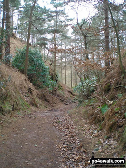 Weston Heath Coppice,  