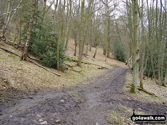 Woodland on the lower slopes of The Wrekin 