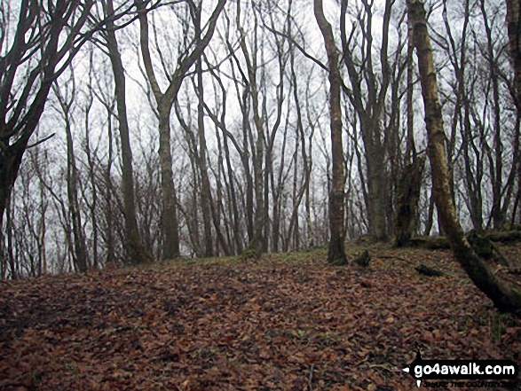 Walk sh116 View Edge (Weo Edge) from Craven Arms - The wooded summit of View Edge (Weo Edge)