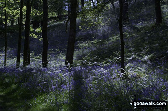 Walk c274 Loughrigg Fell from Elterwater - Bluebells on Loughrigg Fell