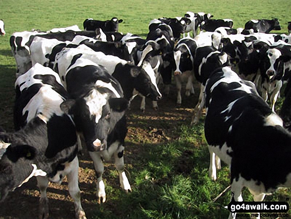 Some (slightly too) inquisitive Cows! 