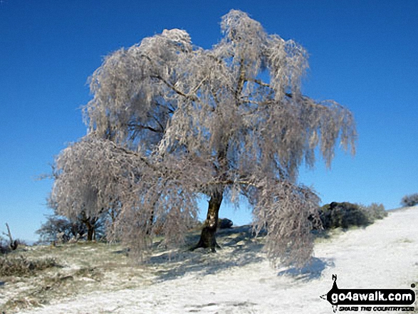 Frozen tree en-route to Worcestershire Beacon During early February the night temperatures plummeted well below zero even in the South East of England. On the journey to Worcestershire the recorded temperature in Hertfordshire and Bedfordshire was between -10 to -11.5 degrees Centigrade. As the Sun rose the temperature eased to -8 degrees and on a clear and crisp morning produced amazing surreal scenes. This photo and the next 4 were from the ascent of North Hill going South towards the Worcestershire Beacon.