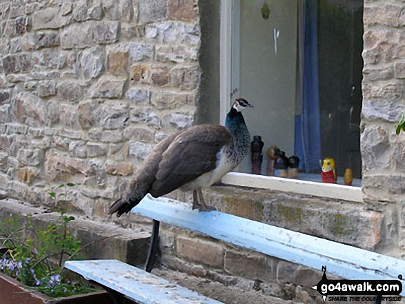 Peacock at a farmhouse in Brotherlee 