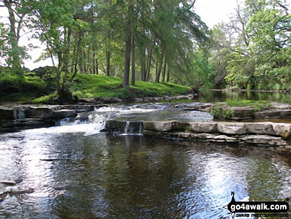 Walk du104 Elephant Trees from Wolsingham - The River Wear in Weardale