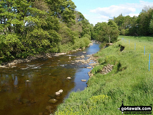 Walk du104 Elephant Trees from Wolsingham - The River Wear in Weardale