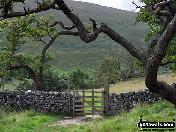 Walk ny153 Sugar Loaf (Horse Head Moor) and Firth Fell from Buckden - Looking South West from Strans Wood