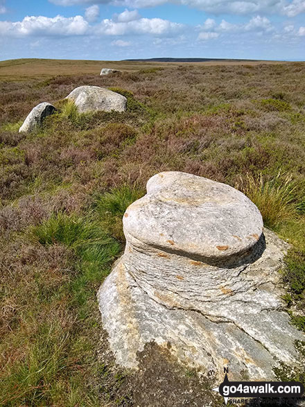 Featherbed Moss (Howden Edge) Photo by Michael Davidson