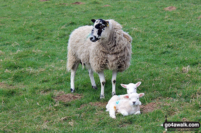 Ewe and lambs at the bottom of Watch Hill (Cockermouth) and Setmurthy Common (Watch Hill)