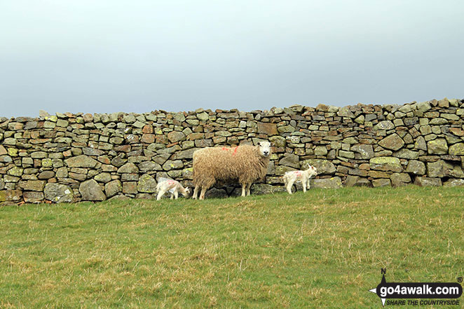 Ewe and lambs by a wall on Watch Hill (Cockermouth) and Setmurthy Common (Watch Hill) 