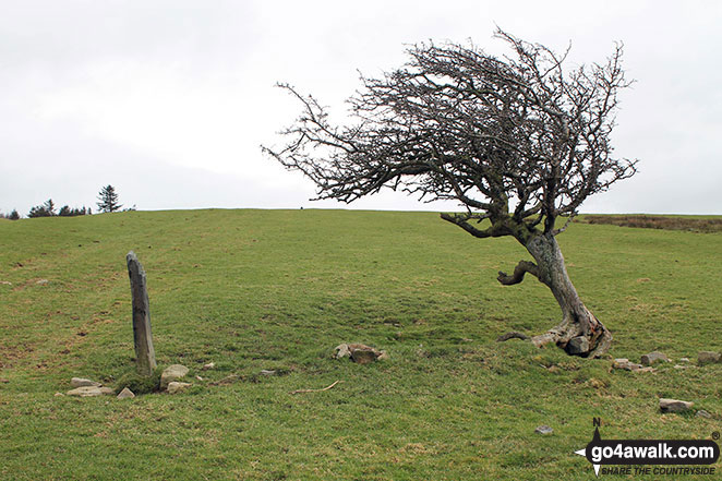 Walk c457 Watch Hill (Cockermouth) and Setmurthy Common (Watch Hill) from Cockermouth - Lone, wind swept tree on Watch Hill (Cockermouth) and Setmurthy Common (Watch Hill)