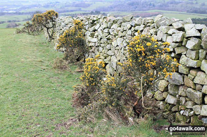 Walk c457 Watch Hill (Cockermouth) and Setmurthy Common (Watch Hill) from Cockermouth - Broom growing beside a wall on Watch Hill (Cockermouth) and Setmurthy Common (Watch Hill)