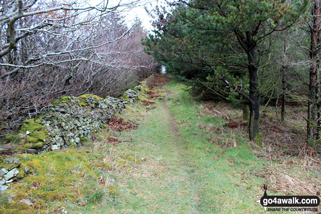 Walk c457 Watch Hill (Cockermouth) and Setmurthy Common (Watch Hill) from Cockermouth - Path through woodland east of the summit of Setmurthy Common (Watch Hill)