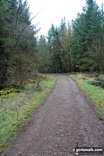 Forest track down through woodland east of the summit of Setmurthy Common (Watch Hill)