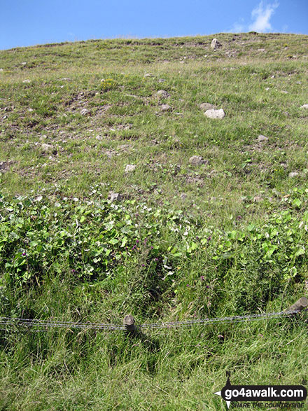 Dilapidated fence below the true summit of Clints Crags 