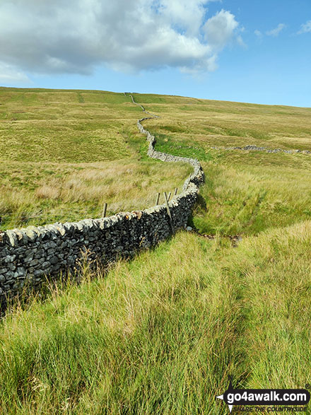 Walk ny146 High Green Field Knott (Cosh Knott) from Horton in Ribblesdale - Dry stone wall snaking its way up High Green Field Knott