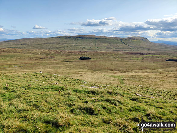 Plover Hill (centre) and Pen-y-ghent (right) from High Green Field Knott