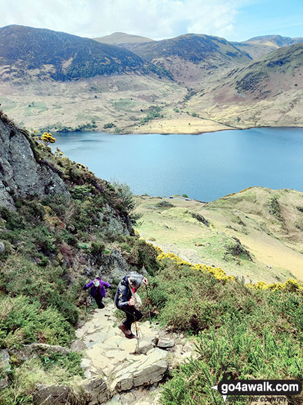 Walk c256 Grasmoor Ridge and Whiteless Pike from Lanthwaite Green - Tackling the steep bit up Rannerdale Knotts with Starling Dodd across Crummock Water in the background